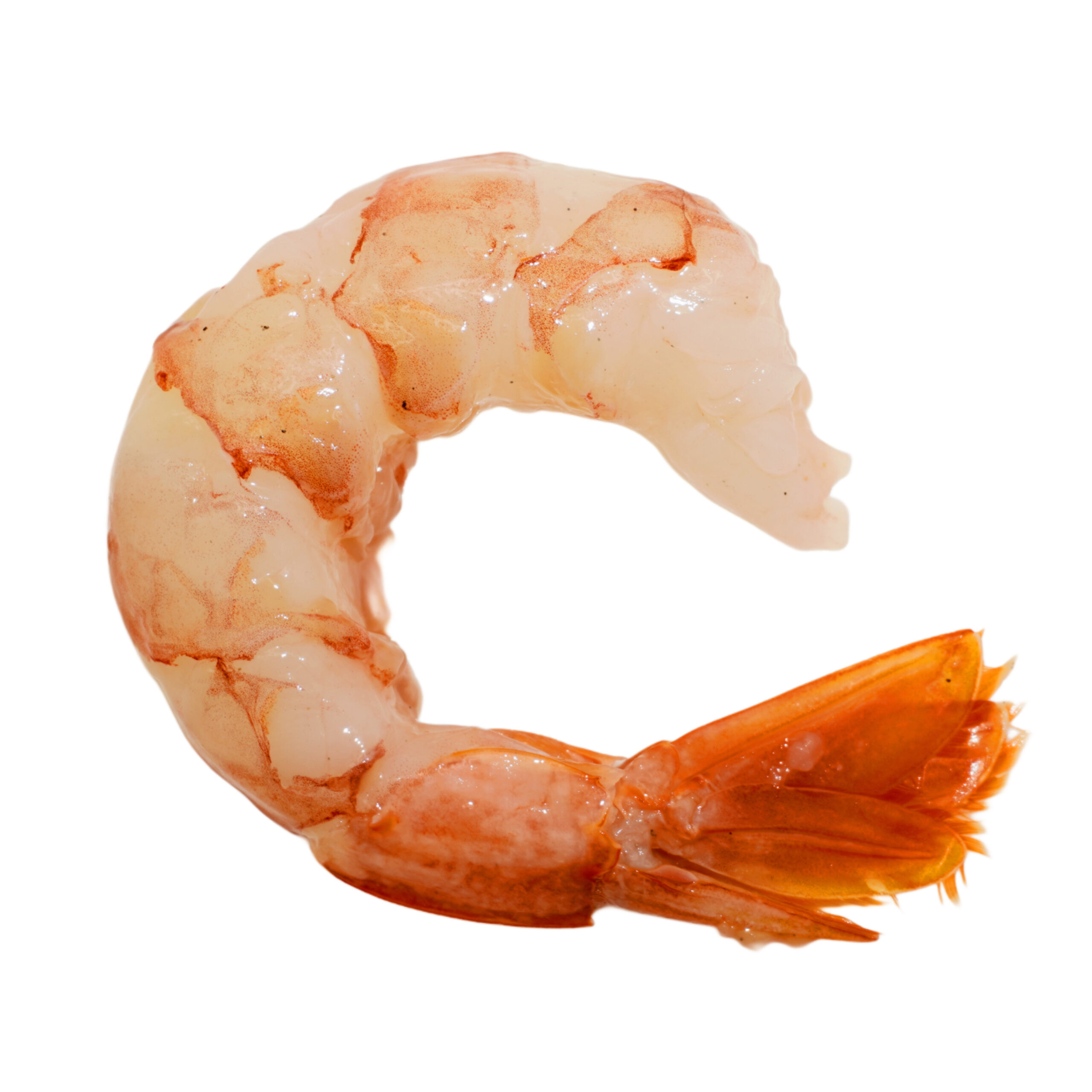 Cola de Gamba PTO