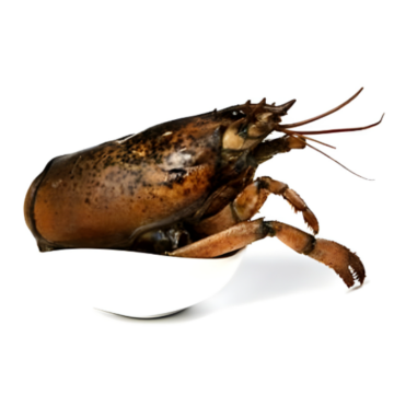 Cabezas de Bogavante Crudas